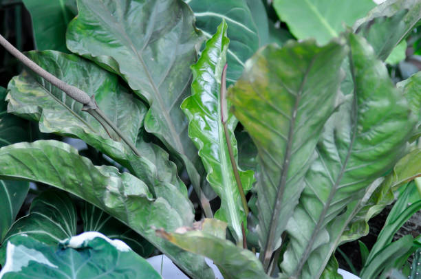 istock Anthurium Renaissance or Anthurium Renaissance leaf ,leaves 1422544655