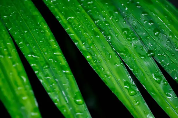Photo of Adonidia merrillii, Livistona rotundifolia or Footstool Palm or  Adonidia palm or Christmas palm or Manila palm or Merrills palm or ARECACEAE plant and rain drop