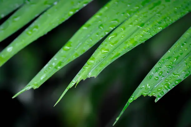 Photo of Adonidia merrillii, Livistona rotundifolia or Footstool Palm or  Adonidia palm or Christmas palm or Manila palm or Merrills palm or ARECACEAE plant and rain drop