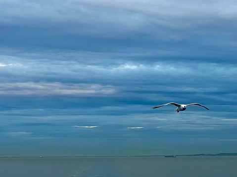 English Channel crossing. Bird hovering.