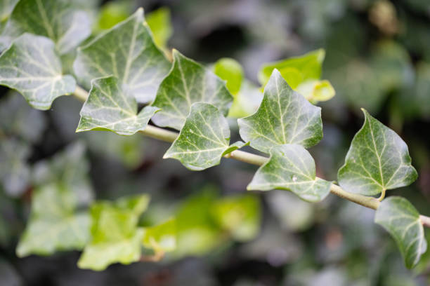istock background of decorative creeper close-up 1422551596