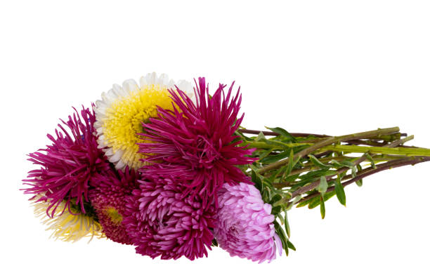 istock bouquet of aster flowers isolated 1422551713
