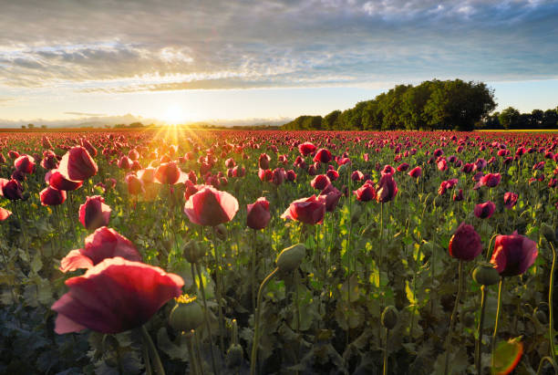 istock Red poppy field at sunset landscape 1422551805