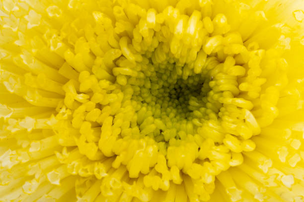 background of asters close-up