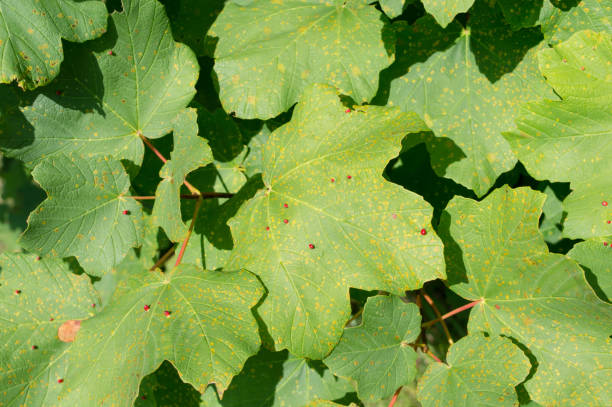 Maple leafs disease Maple tree disease by the gall mites causing red bumps on leaves; maple gall mites or eriophyidae gall mite stock pictures, royalty-free photos & images