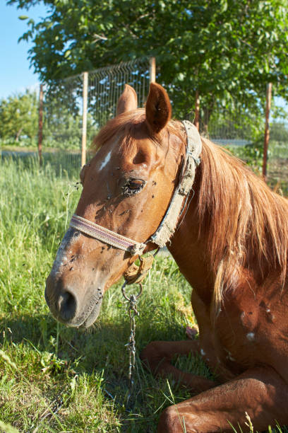 istock Sick horse in the field 1422557485