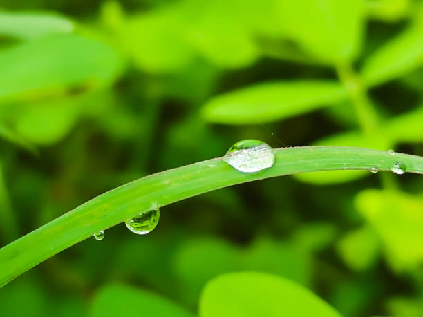 istock Water is a natural beauty in the grass 1422558485
