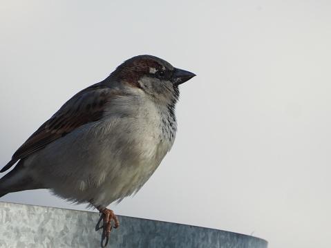 Close-up of a male house sparrow (Passer domesticus)