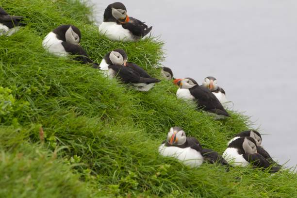 Group of Atlantic puffins resting on the grass, Mykines island, Faroe Islands Group of Atlantic puffins resting on the grass, Mykines island, Faroe Islands mykines faroe islands photos stock pictures, royalty-free photos & images