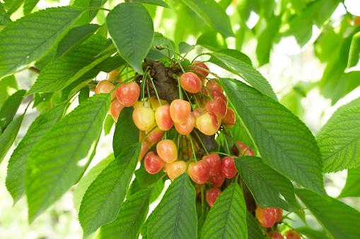 Ripe yellow-red berries of sweet cherries ripen on a tree branch