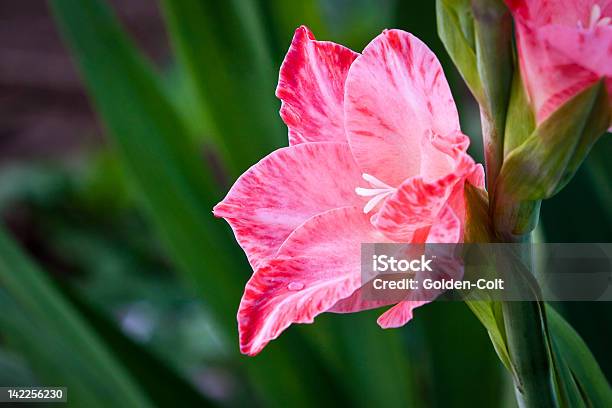 Gladiole Stockfoto und mehr Bilder von Blume - Blume, Einzelne Blume, Farbbild