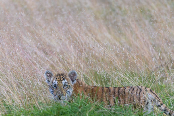 istock Bengal tiger cub is posing in the tall grass. 1422562374