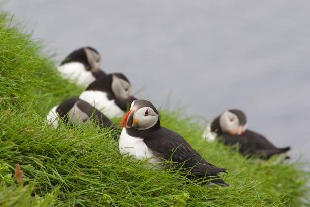 Group of cute Atlantic puffins on the grass, Mykines island, Faroe Group of cute Atlantic puffins on the grass, Mykines island, Faroe mykines faroe islands photos stock pictures, royalty-free photos & images
