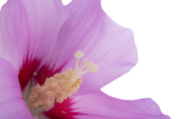 hibiscus lilac flower isolated on white background