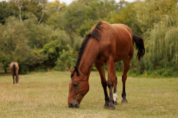 istock horse in autumn pasture 1422565677