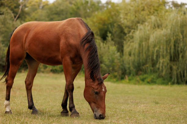 istock horse in autumn pasture 1422565679
