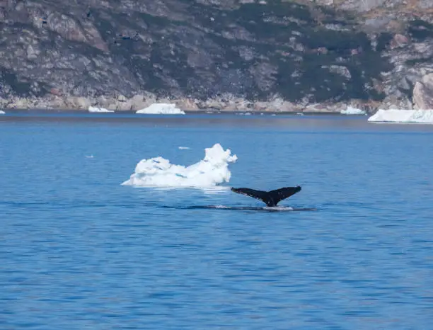 Photo of Humpback whale feeding in the Disko Bay, Western Greenland