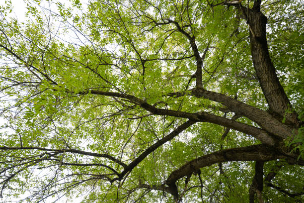 summer landscape of big green tree