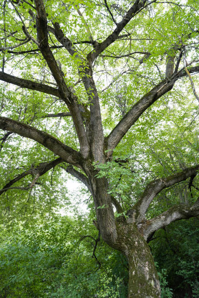 istock summer landscape of big green tree 1422569330