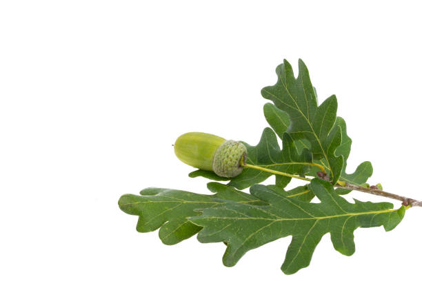 istock oak branch with acorns isolated 1422569738
