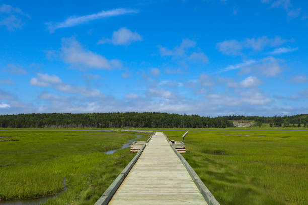 istock Wooden walking board on a salt marsh 1422571036