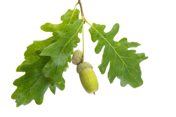 istock oak branch with acorns isolated 1422571056