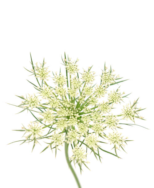 blooming hemlock wildflower A blooming hemlock wildflower isolated white cicuta virosa stock pictures, royalty-free photos & images