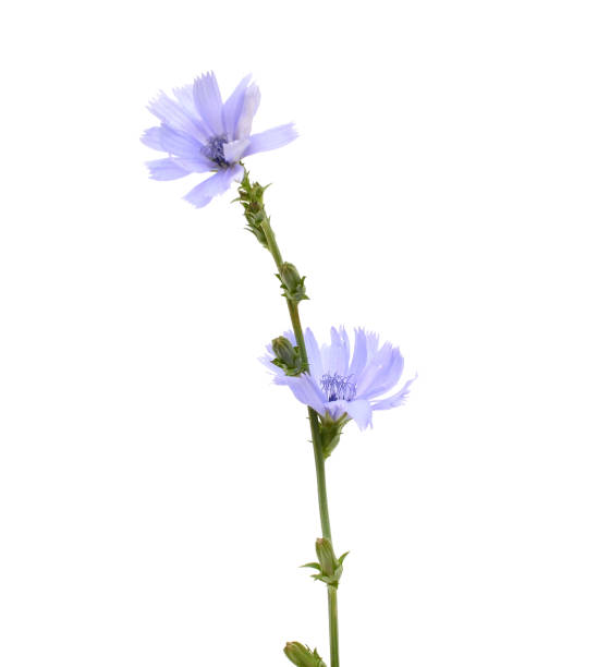 Chicory wild flower stock photo