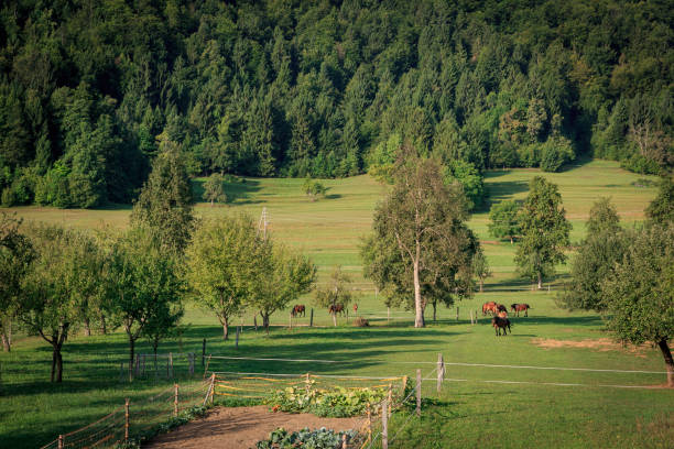 istock Countryside landscape with horses in Slovenia 1422574708