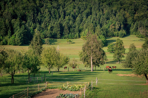 Countryside green  landscape in Slovenia