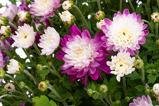 chrysanthemum bush isolated on white background