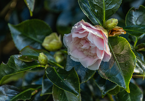 A pale pink double camellia flower, partly open, is surrounded by dark green foliage. The morning sun has gilded the edge of the leaves behind the flower. Dew drops cling to the edges of the petals.