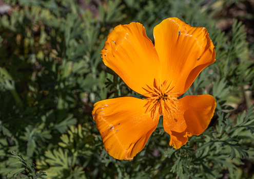 View looking down into a bright orange Californian poppy on a Spring morning. The orange stamens are laden with pollen and grains are scattered across the petals.