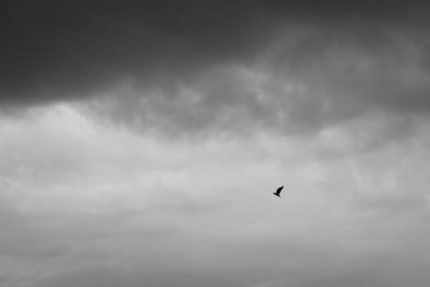 Bird in overcast sky fine art black and white