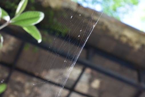Spider web hanging against the light..
