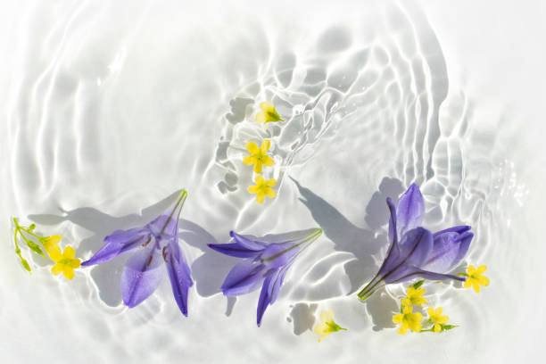 A fuchsia flower of Carpobrotus edulis floating in the water. A very refreshing image that transmit calm, hapiness and freshness.