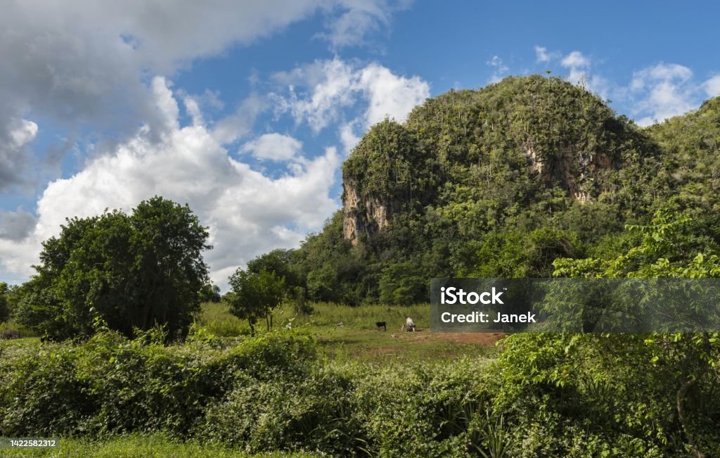 Landscape in Viñales Valley, Cuba Viñales, Cuba, November 24, 2017: View of the landscape with mogotes in Viñales Valley. In 1999, the valley was inscribed on the UNESCO World Heritage List as a cultural landscape because of its use of traditional tobacco-growing techniques. Adventure Stock Photo