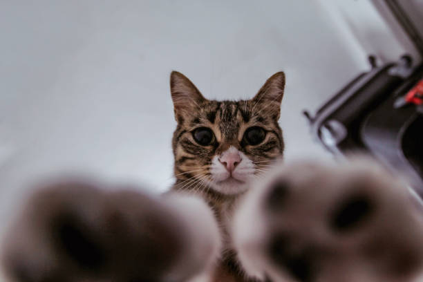 Cat touching camera with paws stock photo