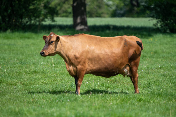 istock Close up of dairy cows 1422585724