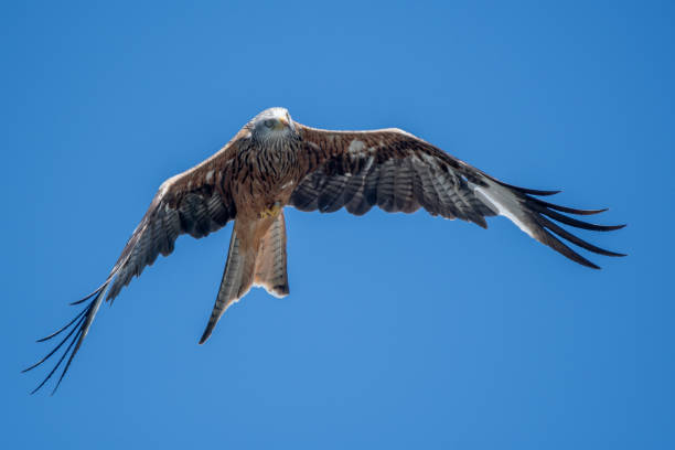 istock A close up of a Red Kite 1422586300