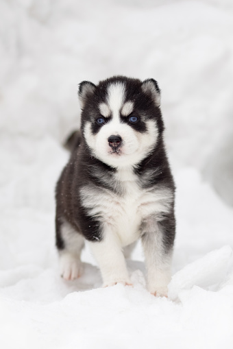 Winter portrait of a cute blue-eyed Siberian husky puppy, dog on the snow in winter , winter card with puppy.