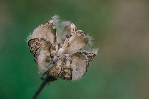 Cotton-plant