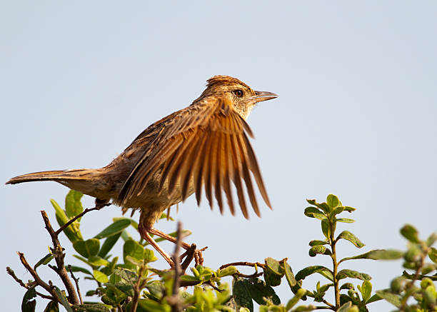 Prepared for take-off Rufus-naped Lark in a bush with wings readied for take-off rufous naped lark mirafra africana stock pictures, royalty-free photos & images