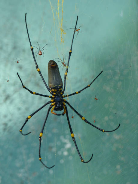 istock Golden Orb Spider in Its Web, Mossman Gorge, Eastern Australia 1422592662