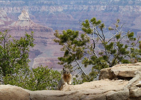 A rock squirrel ascends over a rock ledge beside the Grand Canyon in Arizona.