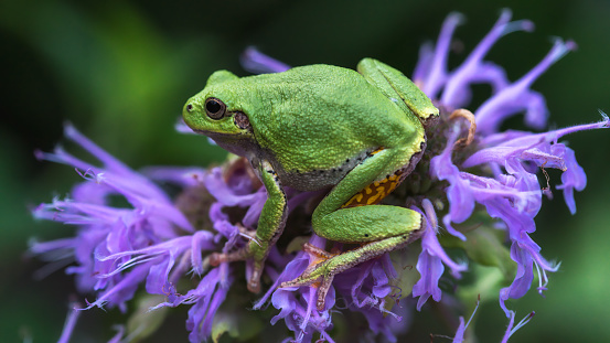 green frog on a flower