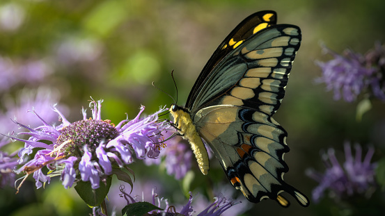 Swallowtail butterfly on a Purple Bergamot