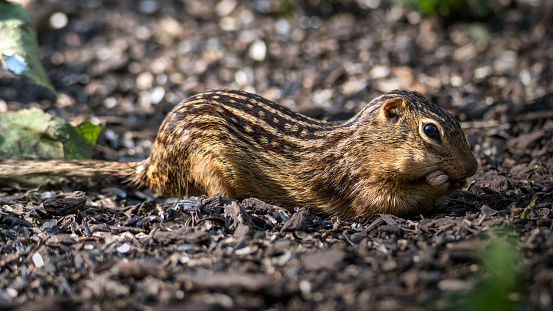 thirteen lined ground squirrel