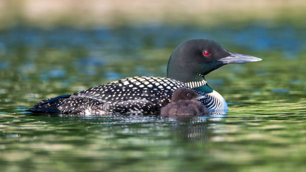 Common Loon with Baby Common Loon with Baby common loon photos stock pictures, royalty-free photos & images