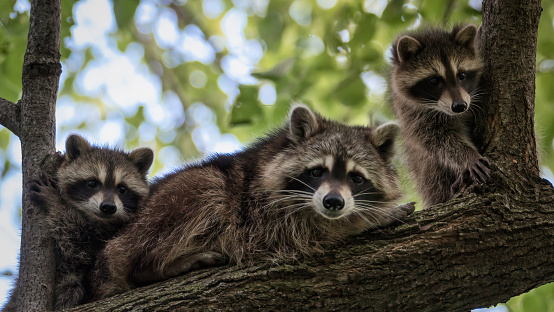 Mother and baby raccoons in a tree looking at camera.